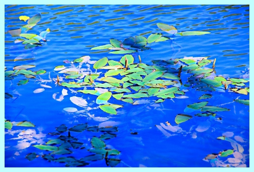 せりぬま池の水面の秋 (800x533)